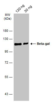 Beta-gal antibody